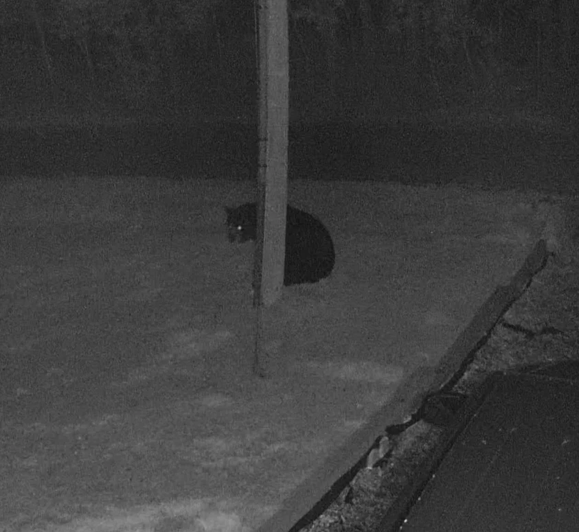  Black Bear Hides Behind Telephone Pole After Stealing Dog Food! 