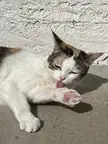 blep and bean show off