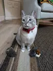 Blep for her new bird toy!