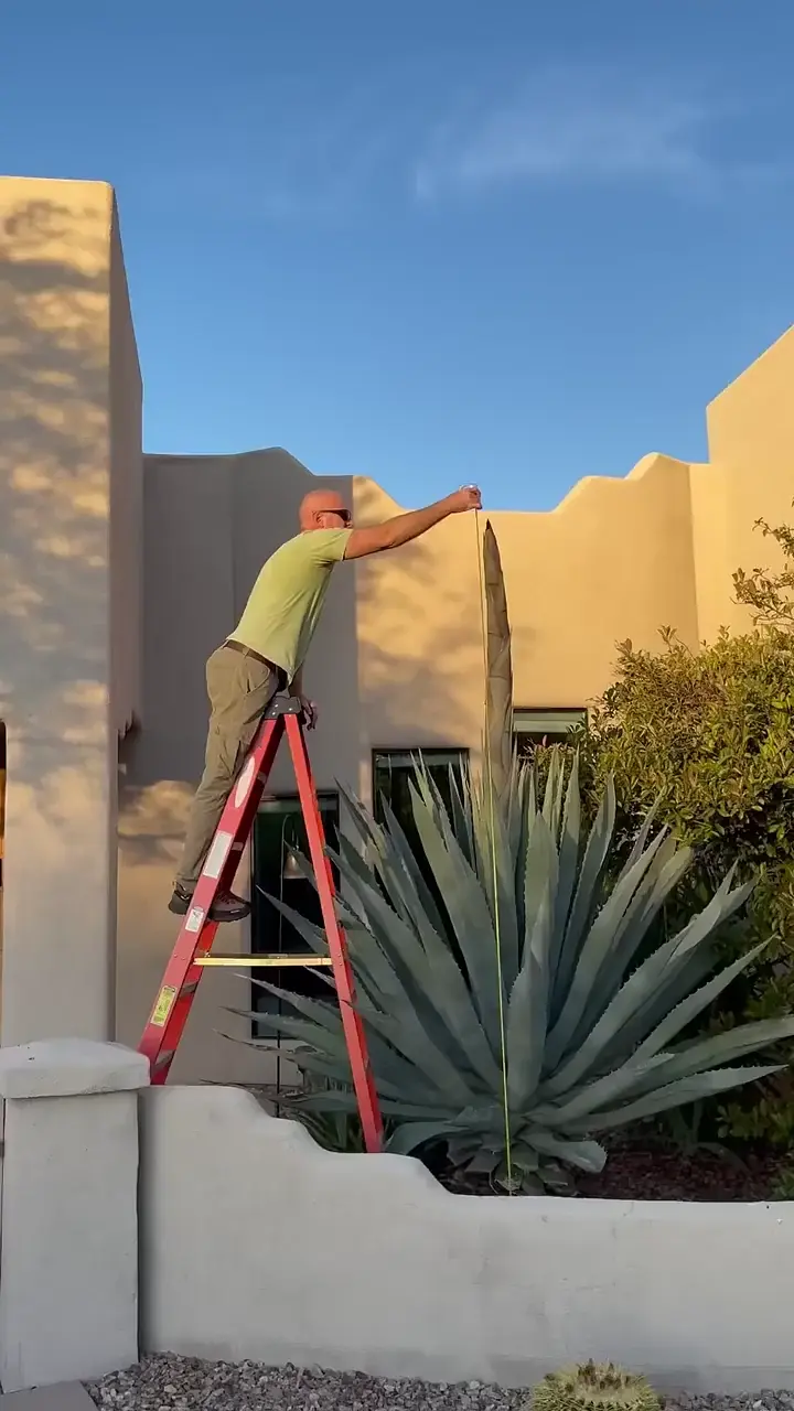 Blue Agave