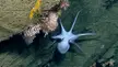 Blue Octopus Swimming Along