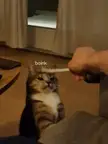 CatGifs