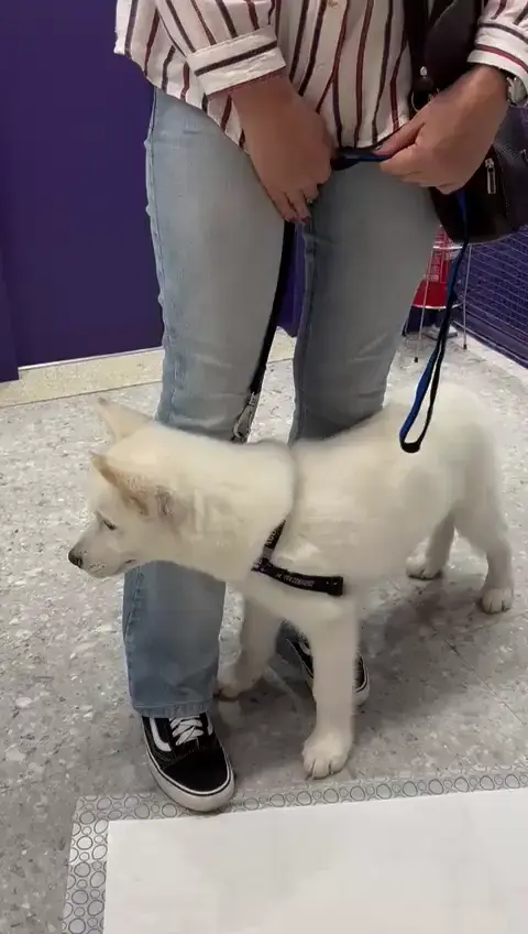 Bolt is terrified of the big angry dog