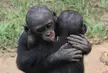 Bonobos display consolation behavior, a sign of sensitivity to the emotions of others and the ability to take the perspective of another.