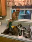 Bonus: Cat Perched Above the Sink!