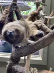 Booked the Sloth Experience in Wichita!
