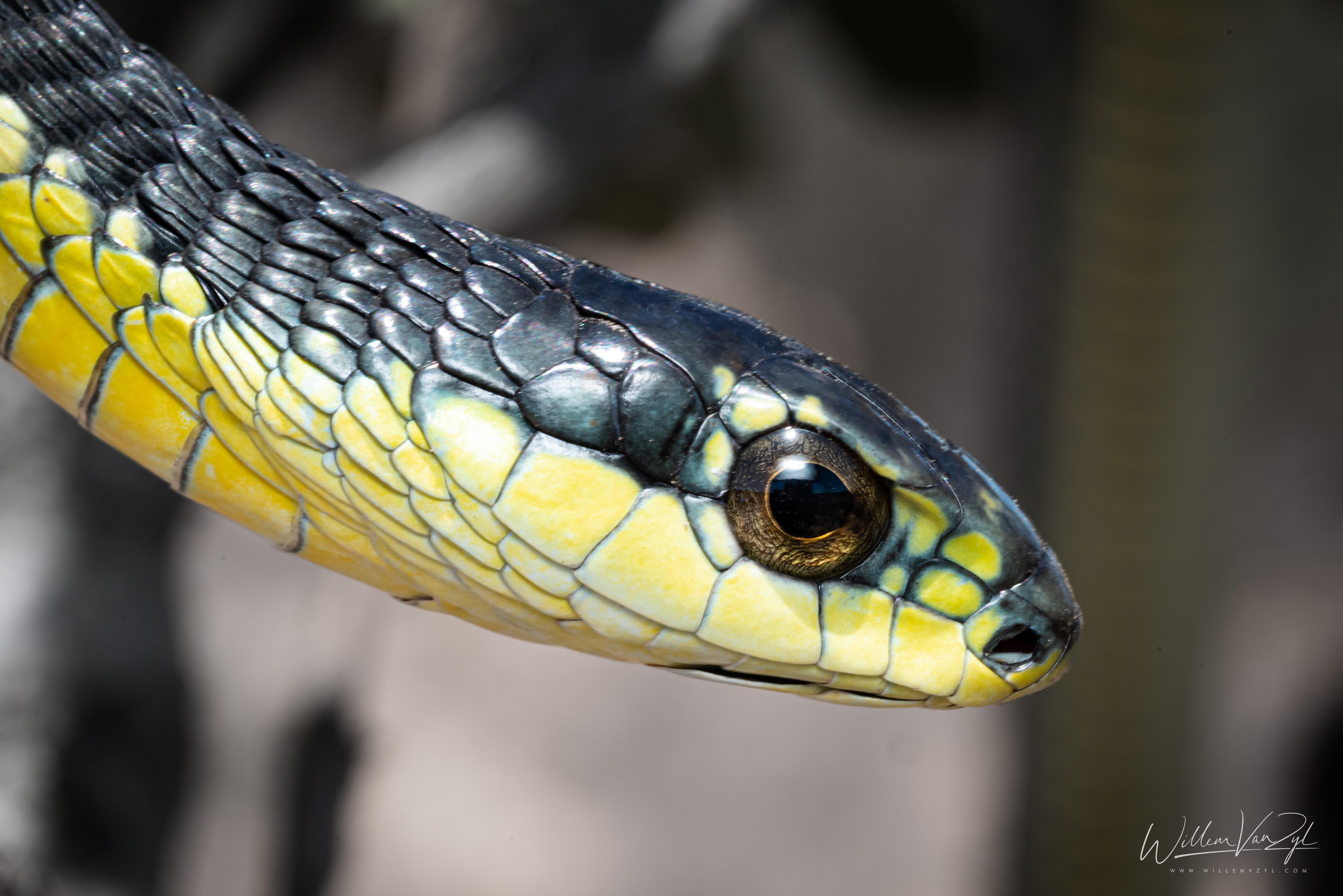 Boomslang (Dispholidus typus), highly venomous | Scrolller