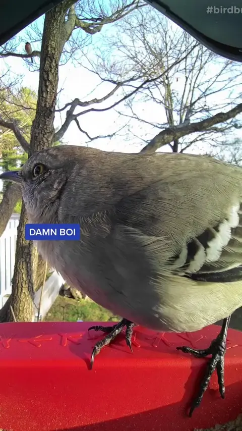 Borb appreciation post ❤️