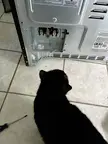 Bought a new stove today and had “good” help. She didn’t get in the way or try to knock the screws around the kitchen. She would never do that. 