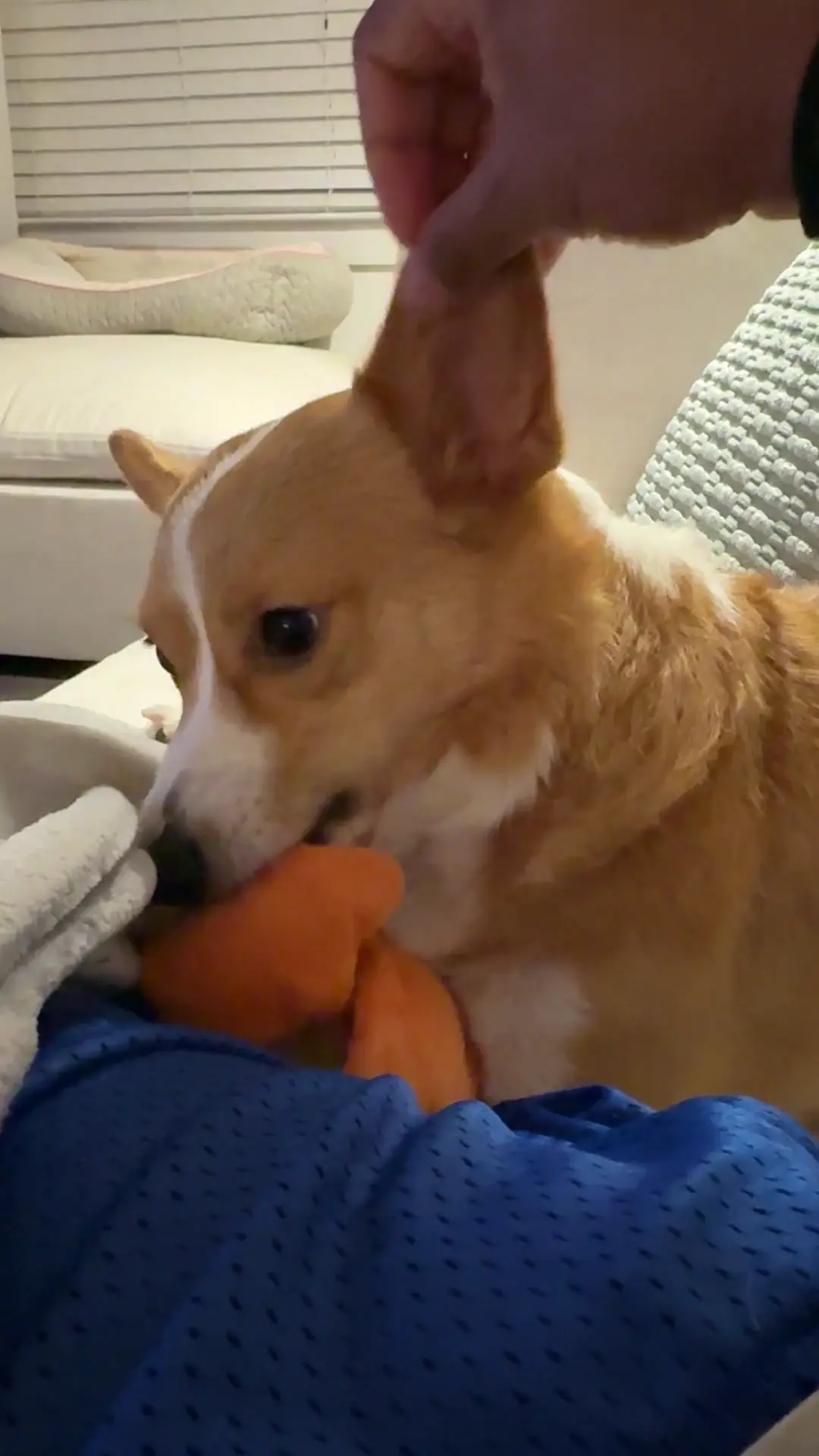 Brain scritches 
