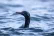 Brandt's Cormorant on the Hunt