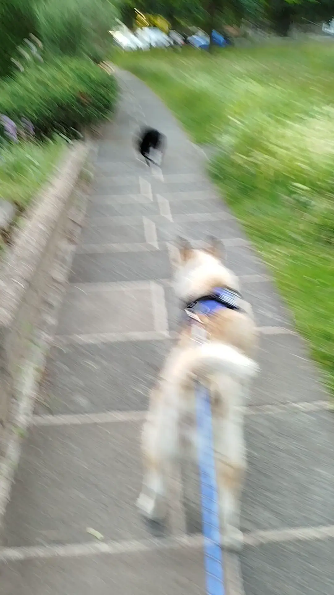 Bravest Husky award goes to my dog Hime