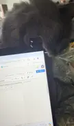 Bro doesn’t want me to write my essay 
