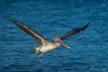 Brown Pelican on the move 