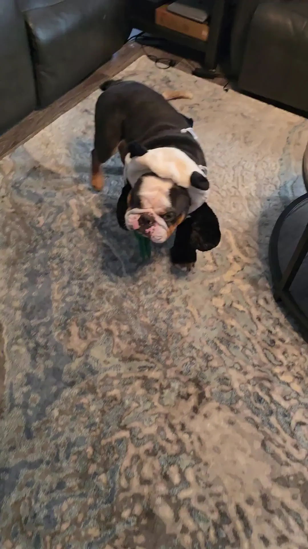 Brutus the Panda! 
