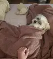 Burrito boi watching a movie with me