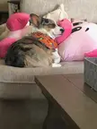 Burrito sleeping in his pig