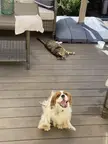 Butters peed on the deck, and is now rubbing his butt on it. Cat not impressed.