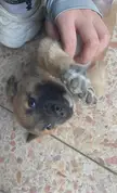 see my little puppy , what should i name him . give me an advise pls