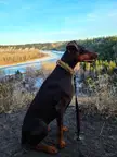 Had a nice rivervalley walk last week with my best girl Zephyr.