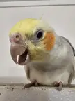 Angry chimken 