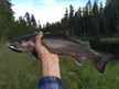 Brook trout from a lake inlet