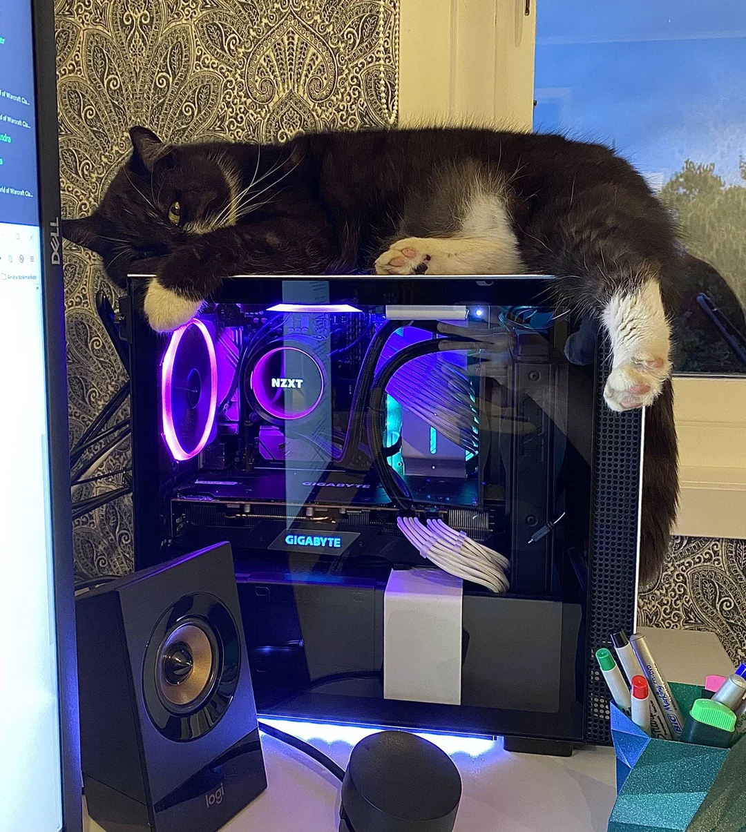 Cat kept pressing the power button on my PC with his laying around on ...
