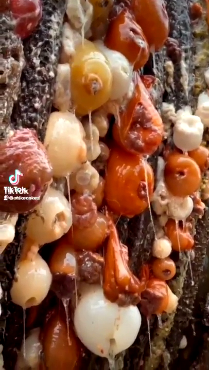What type of Fungus/spore are these.