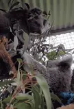 Koala finds a new fluffy friend to play with.