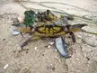 A crab's defensive posture after being caught
