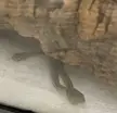 snakes