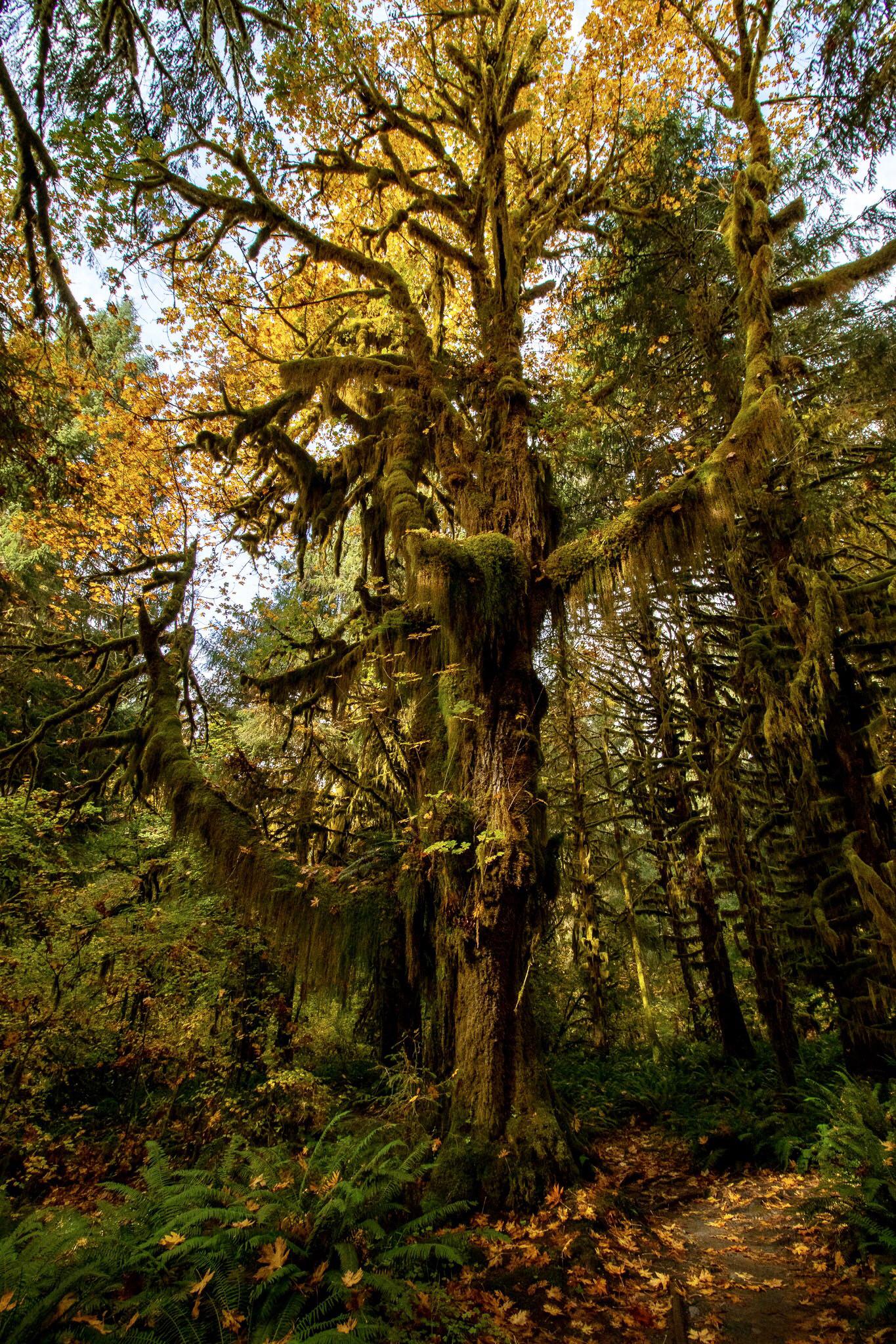 Going back to the Hoh Rainforest this fall!