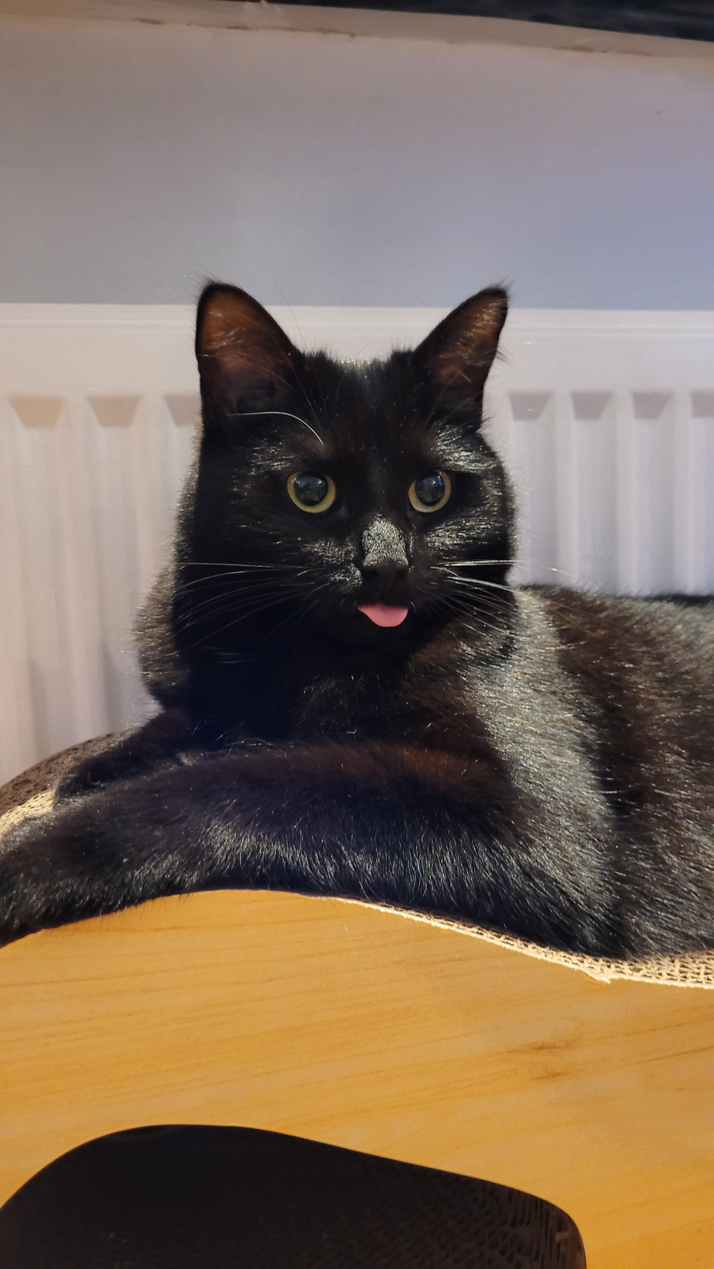 No thoughts just blep