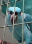 This Cute Rare Mutation Blue Amazon Parrot 🦜