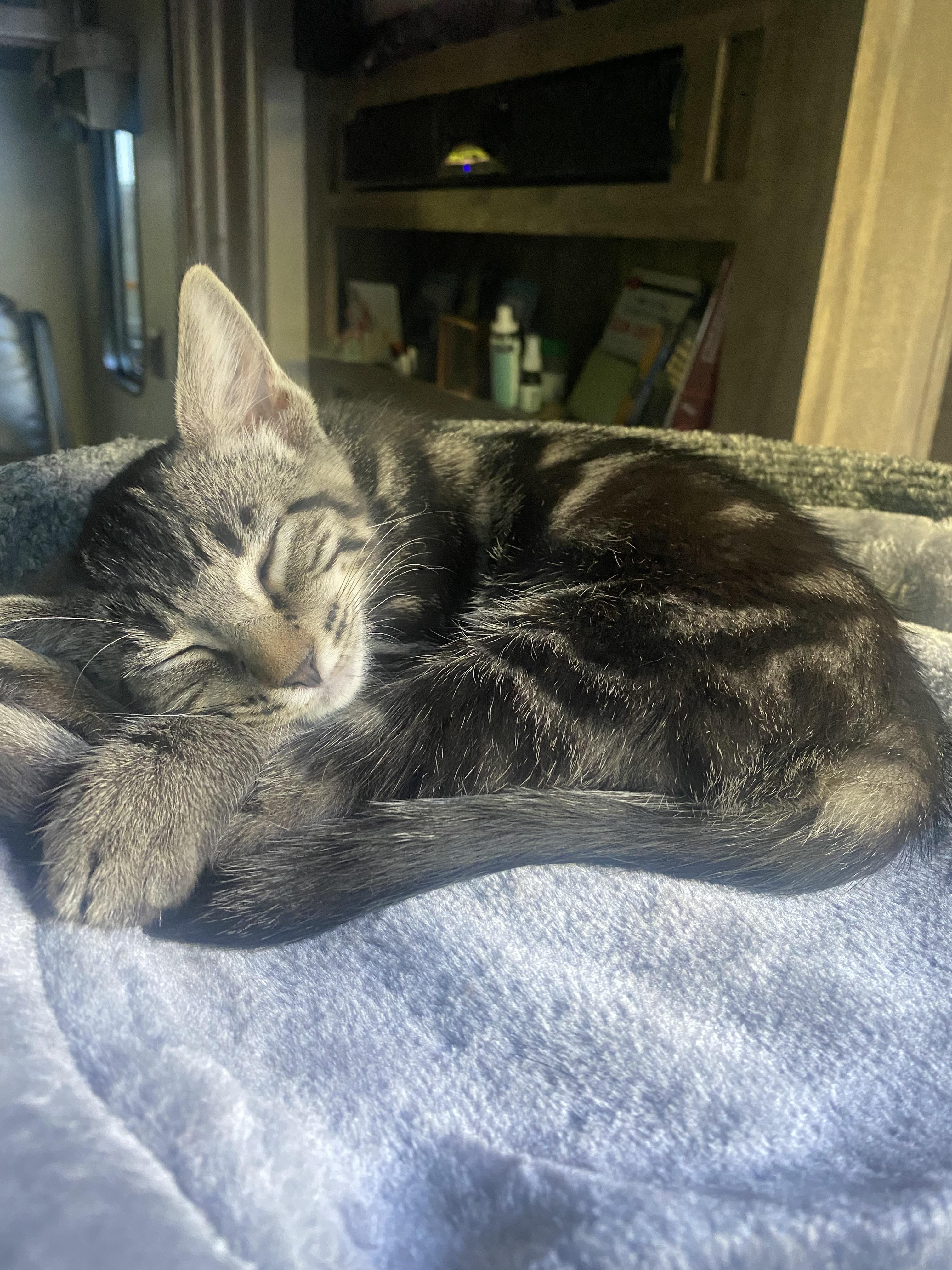 Banshee the cat in a rare moment of silence