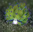 The Leaf Sheep Sea Slug