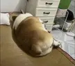 How to lose weight for this lazy dog～