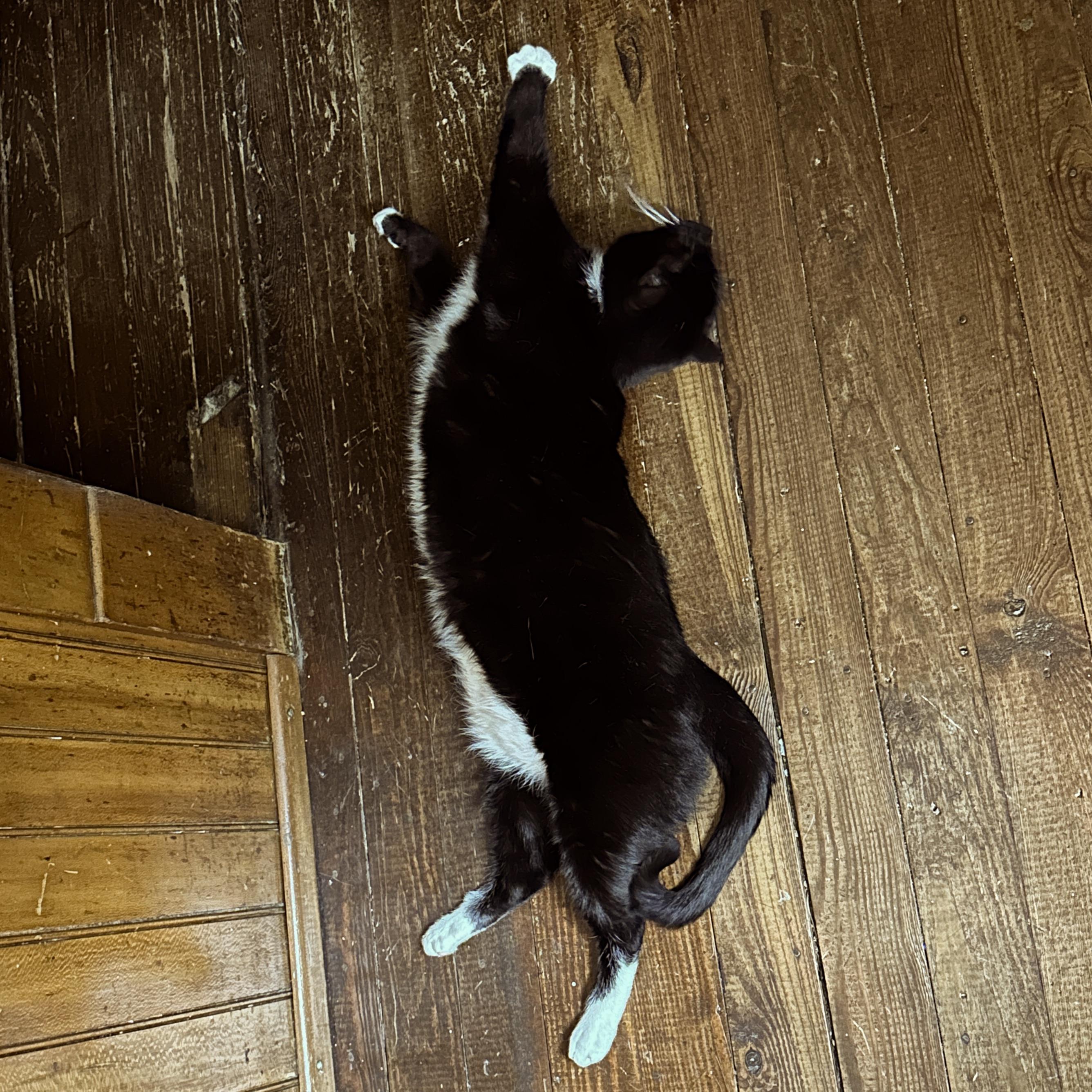 My little orca-cat, Lou