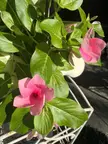 Close-up of pink flowers and glossy green leaves in a white pot on a white metal stand in the sunlight