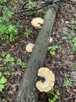 Found growing on a log