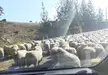 This is what a traffic jam looks like in rural New Zealand