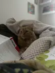Tucked in and learning about her attachment style!