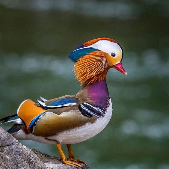 The majestic Mandarin duck 🦆