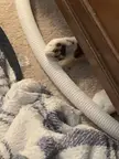 The Boogeycat is waiting for me