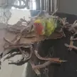 Caught red-handed (or red-beaked?)
