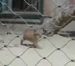 babybigcatgifs