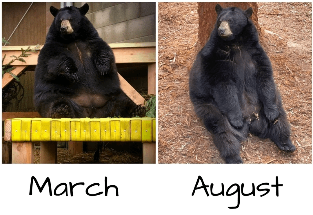 bears