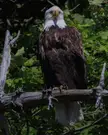have you ever wondered what Owen Wilson would look like if he were a bald eagle?