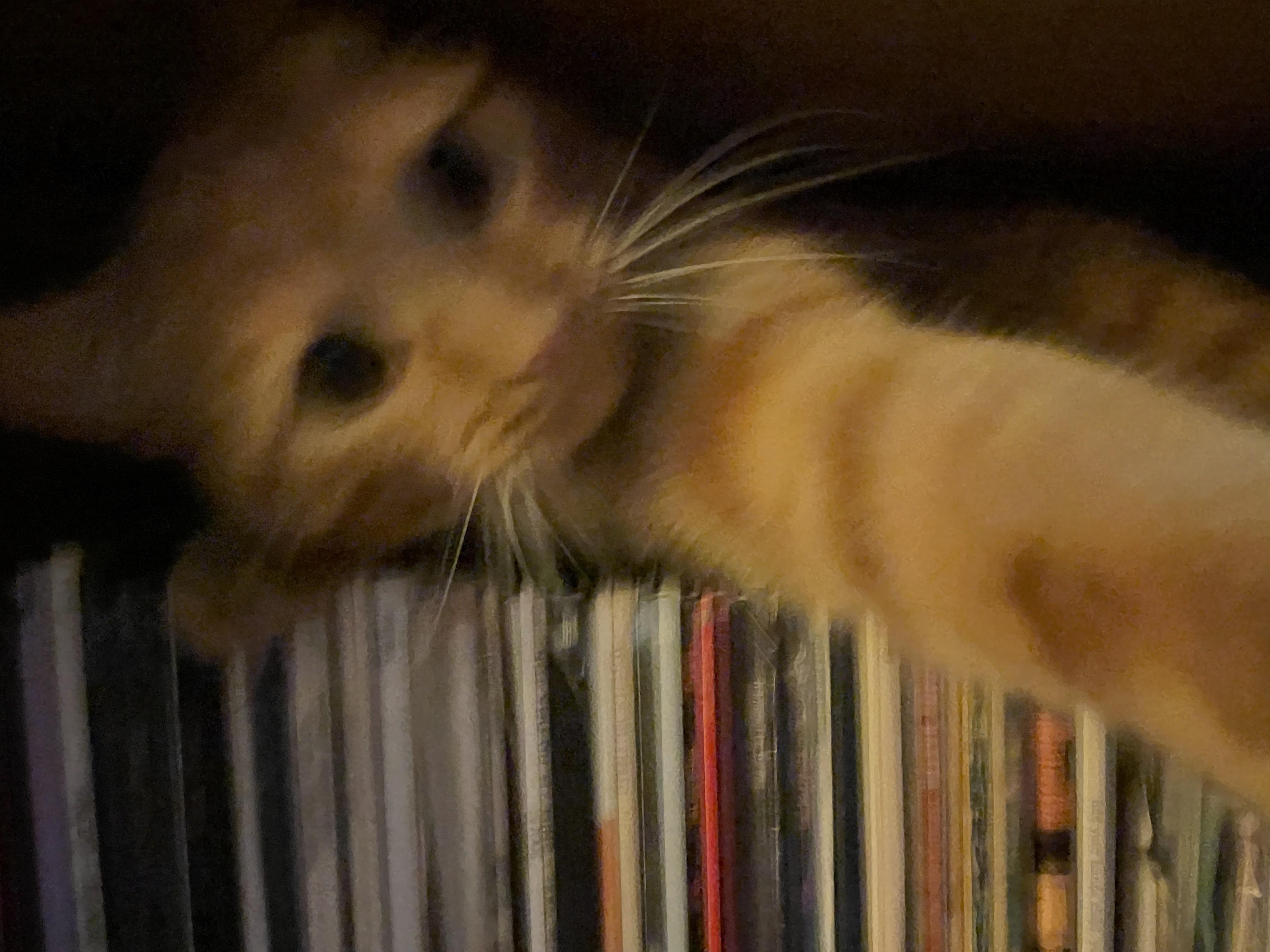 blurry picture of a cat
