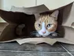 Came home from the pet food store with this trap.
